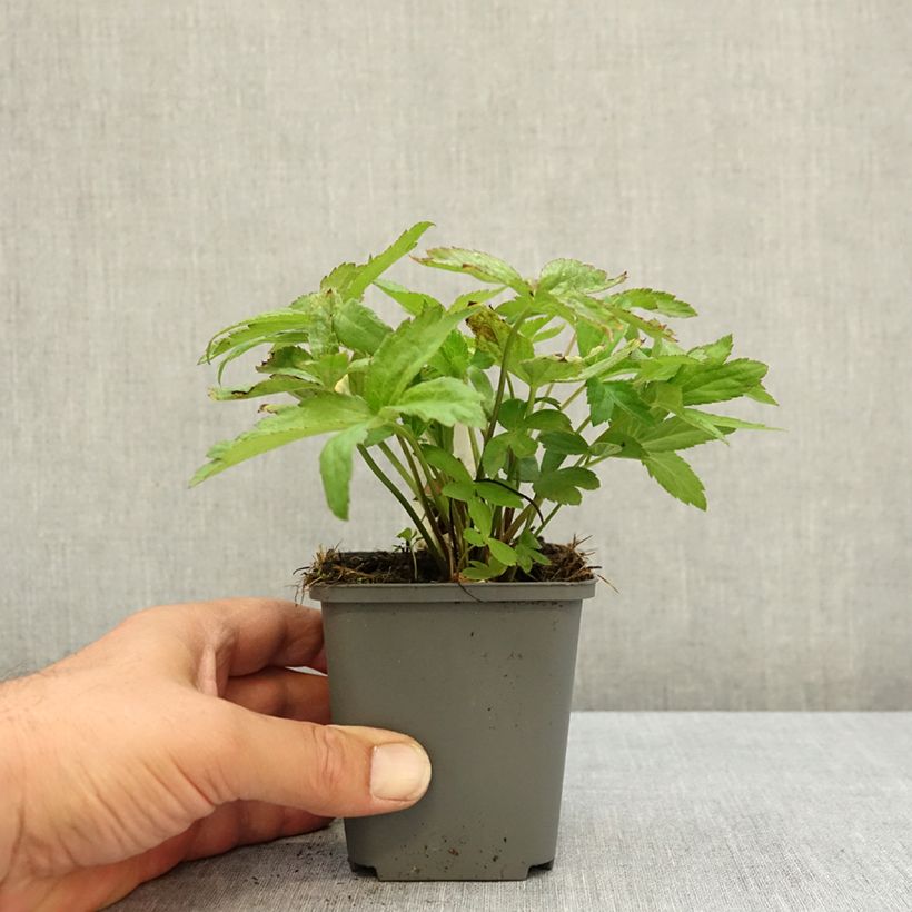 Example of Astrantia major Cerise Button - Grande astrance Godet de 8/9 cm as you get in ete