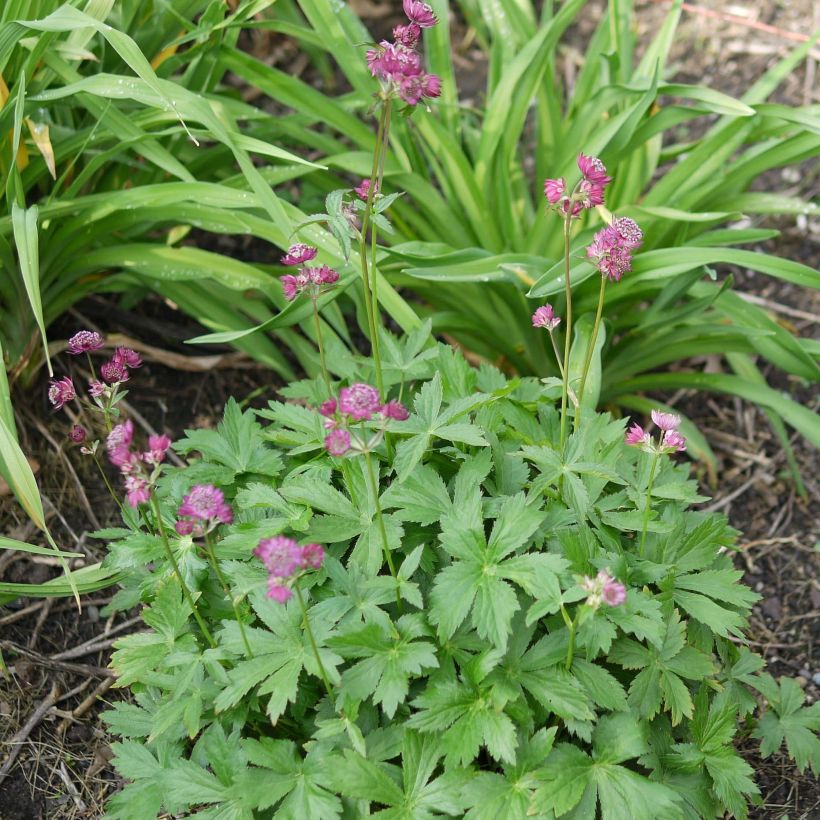 Astrance - Astrantia major Ruby Cloud (Plant habit)
