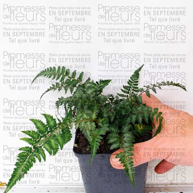 Example of Athyrium niponicum Pictum - Fougère japonaise Godet de 8/9 cm as you get