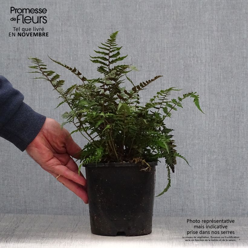 Example of Athyrium niponicum pictum Metallicum - Fougère femelle japonaise Pot de 2L/3L as you get in automne