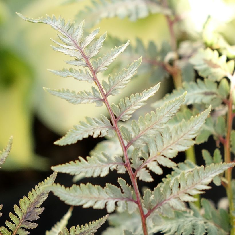 Athyrium niponicum pictum Metallicum - Fougère femelle japonaise (Foliage)