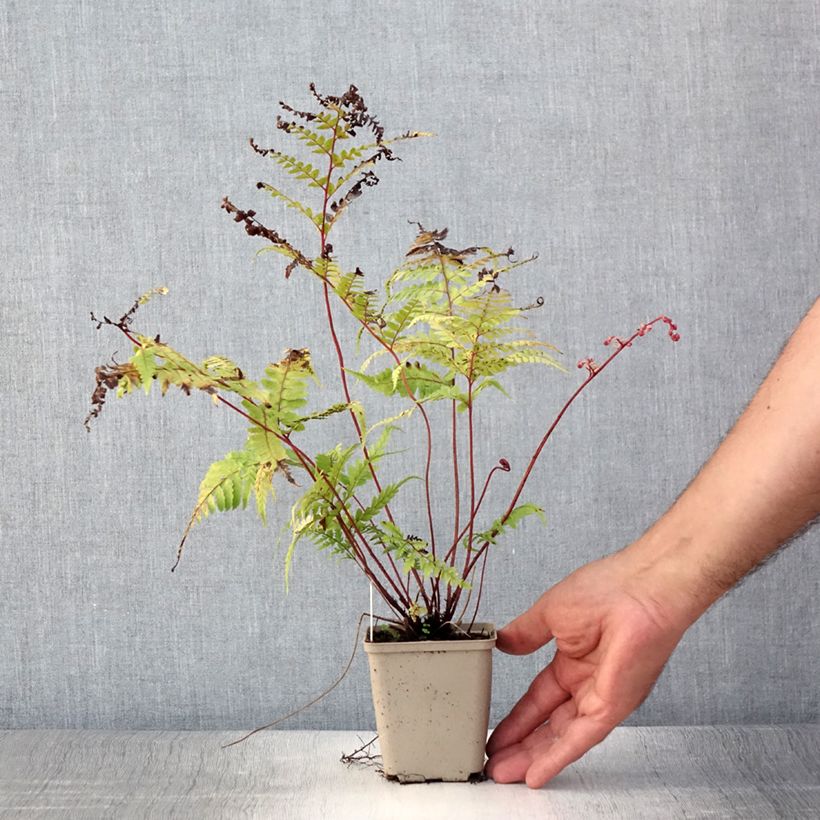 Example of Athyrium otophorum var. okanum - Fougère femelle du Japon Godet de 8/9 cm as you get in ete