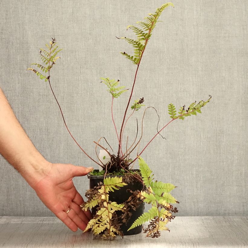 Example of Athyrium otophorum var. okanum - Fougère femelle du Japon Pot de 2L/3L as you get in automne
