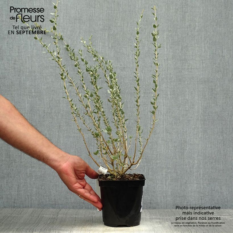 Example of Atriplex halimus - Arroche marine, pourpier de mer Pot de 1,5L/2L as you get in automne