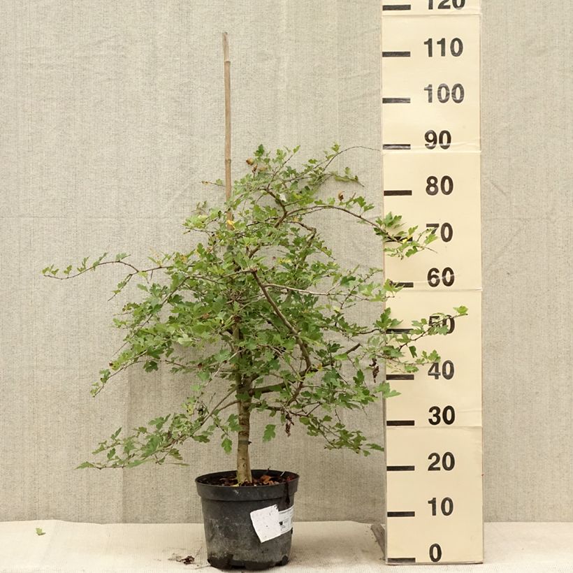 Example of Aubépine - Crataegus monogyna Xanthocarpa Pot de 3L/4L as you get in ete