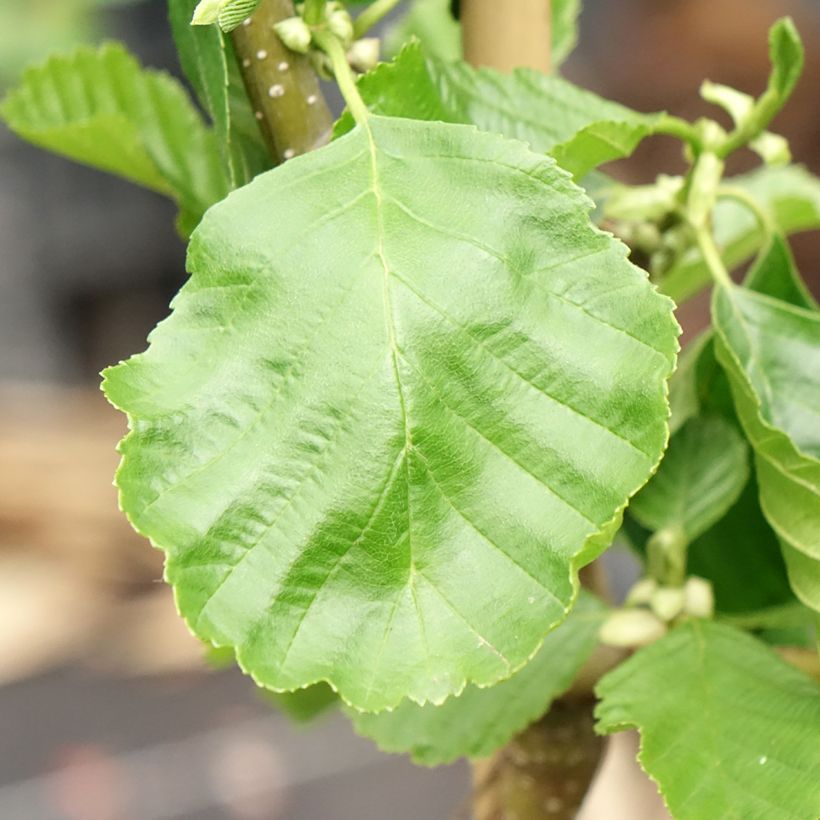 Aulne glutineux - Alnus glutinosa Greenwood (Foliage)