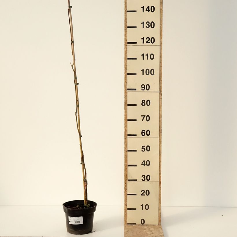 Example of Aulne glutineux - Alnus glutinosa Greenwood Pot de 4L/5L as you get in hiver