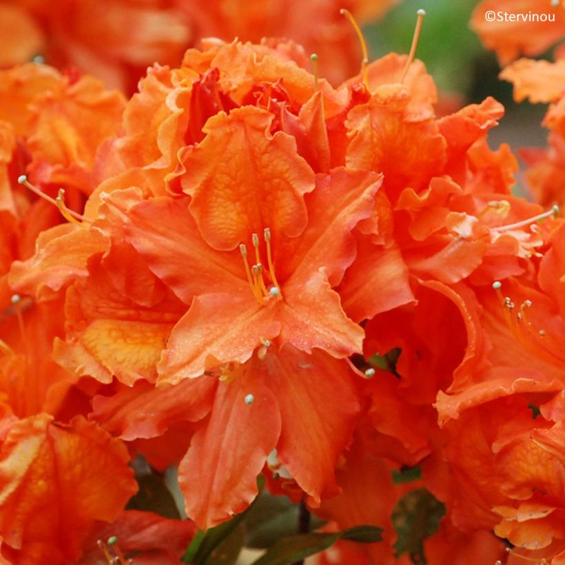 Azalée de Chine Orangeade - Azalea mollis (Flowering)