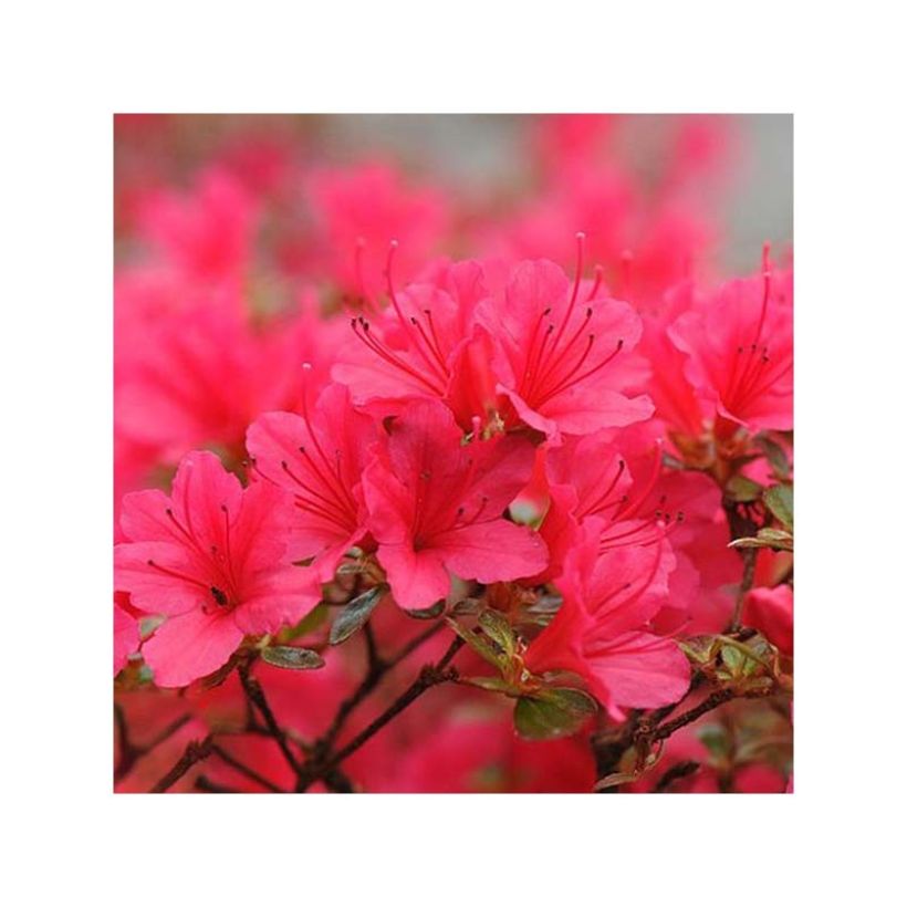 Azalée japonaise - Azalea japonica Madame Galle (Flowering)