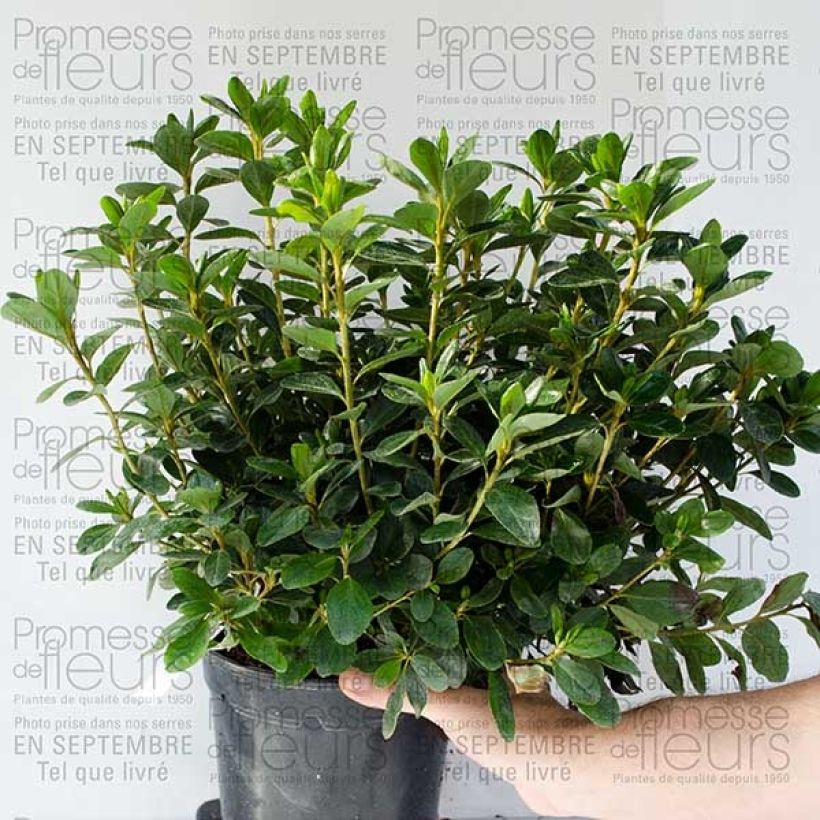 Example of Azalée du Japon Schneewittchen - Rhododendron hybride Pot de 2L/3L as you get