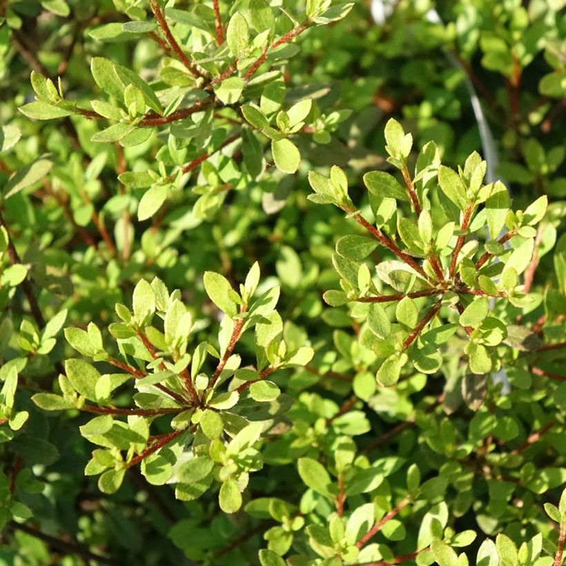 Azalea serpyllifolium - Rhododendron (Foliage)