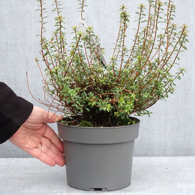 Example of Azalea serpyllifolium - Rhododendron Pot de 3L/4L as you get in hiver