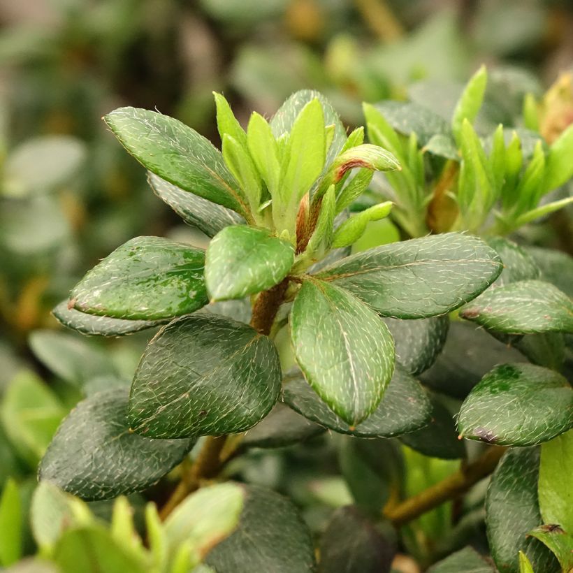 Azalée d'Inde Clotilde - Rhododendron hybride (Foliage)