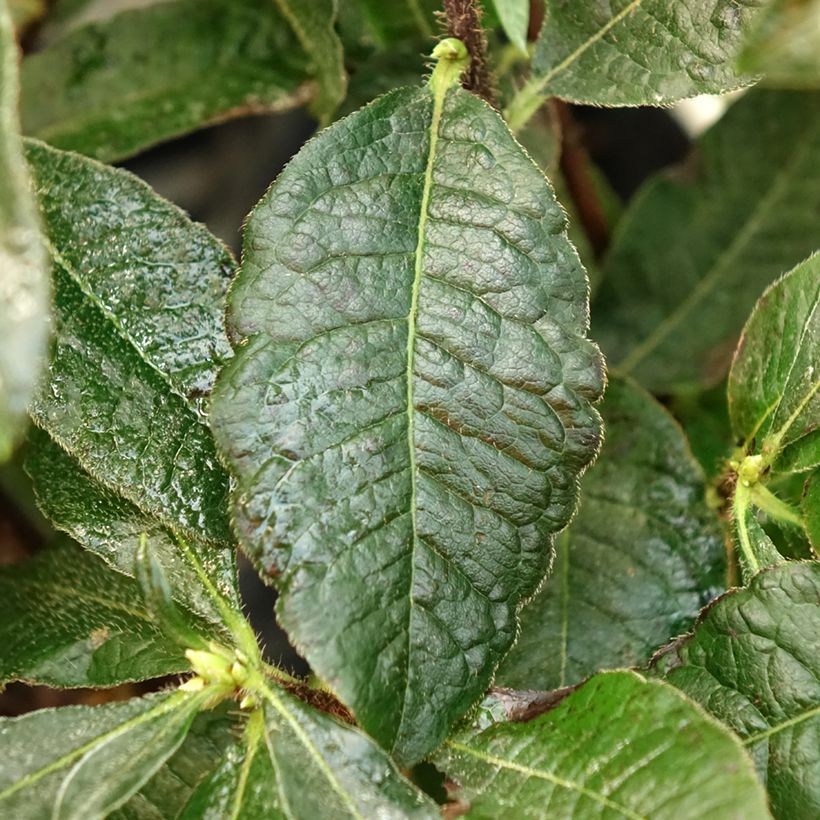 Azalée de Chine Arneson Gem  (Foliage)
