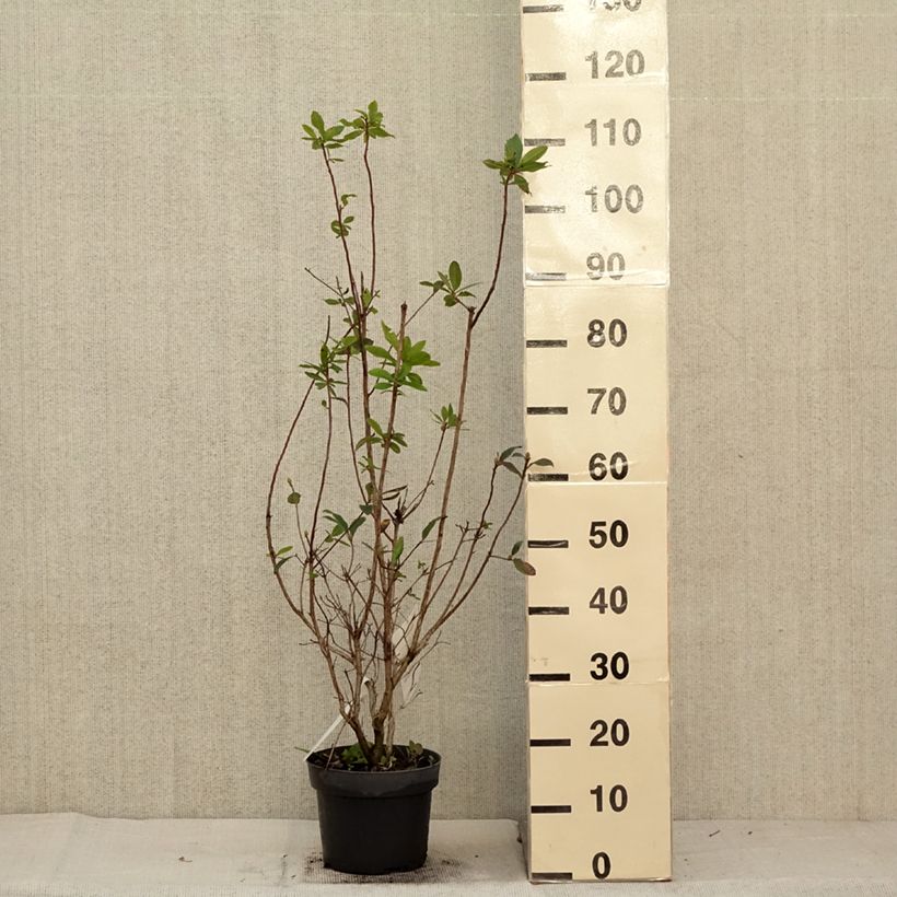 Example of Azalée de Chine Karminduft - Rhododendron viscosum  Pot de 4L/5L as you get in automne