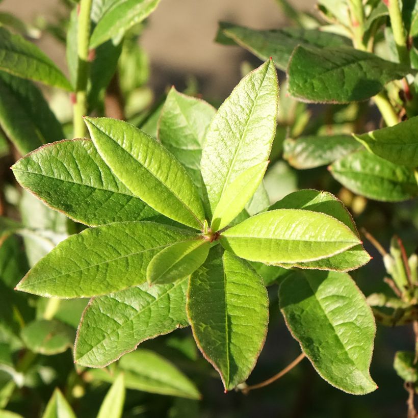 Azalée de Chine Karminduft - Rhododendron viscosum  (Foliage)