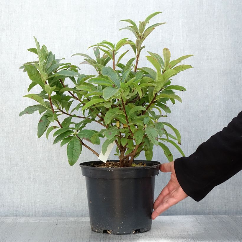 Example of Azalée de Chine Berry Rose - Rhododendron hybride Pot de 4L/5L as you get in automne