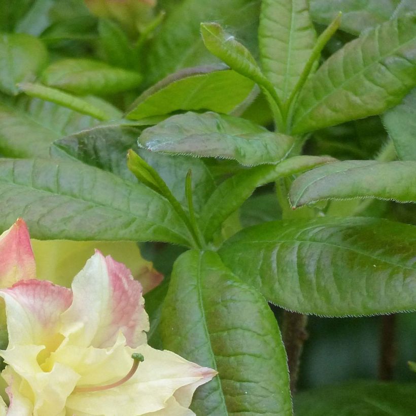 Azalée de Chine Cannon's Double - Rhododendron hybride (Foliage)