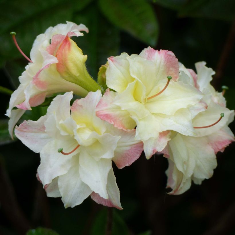 Azalée de Chine Cannon's Double - Rhododendron hybride (Flowering)