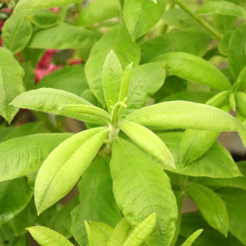 Azalée de Chine Demoiselles de Boutiguery Aurora - Rhododendron hybride (Foliage)