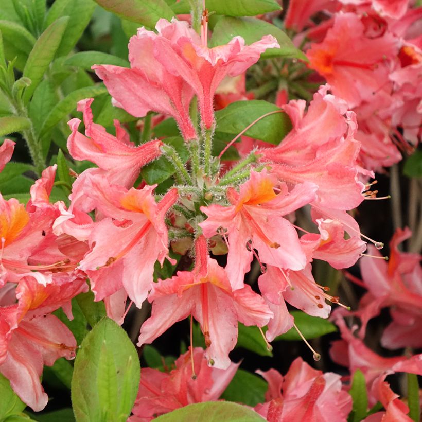 Azalée de Chine Demoiselles de Boutiguery Aurora - Rhododendron hybride (Flowering)