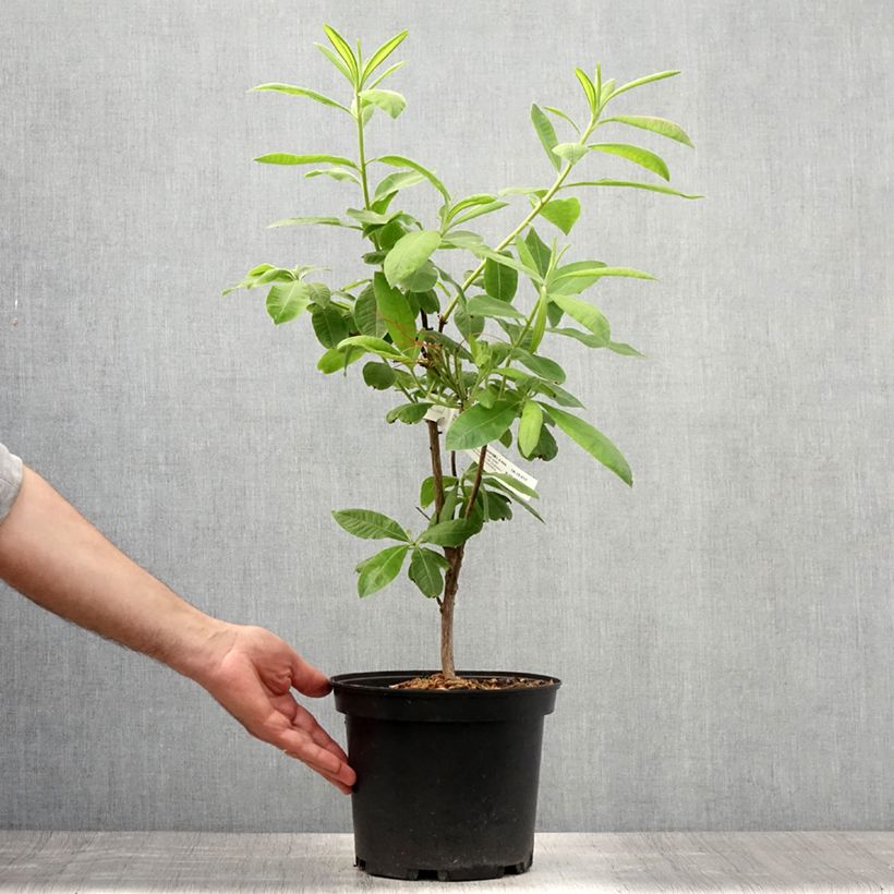 Example of Azalée de Chine Demoiselles de Boutiguery Aurora - Rhododendron hybride Pot de 4L/5L as you get in ete
