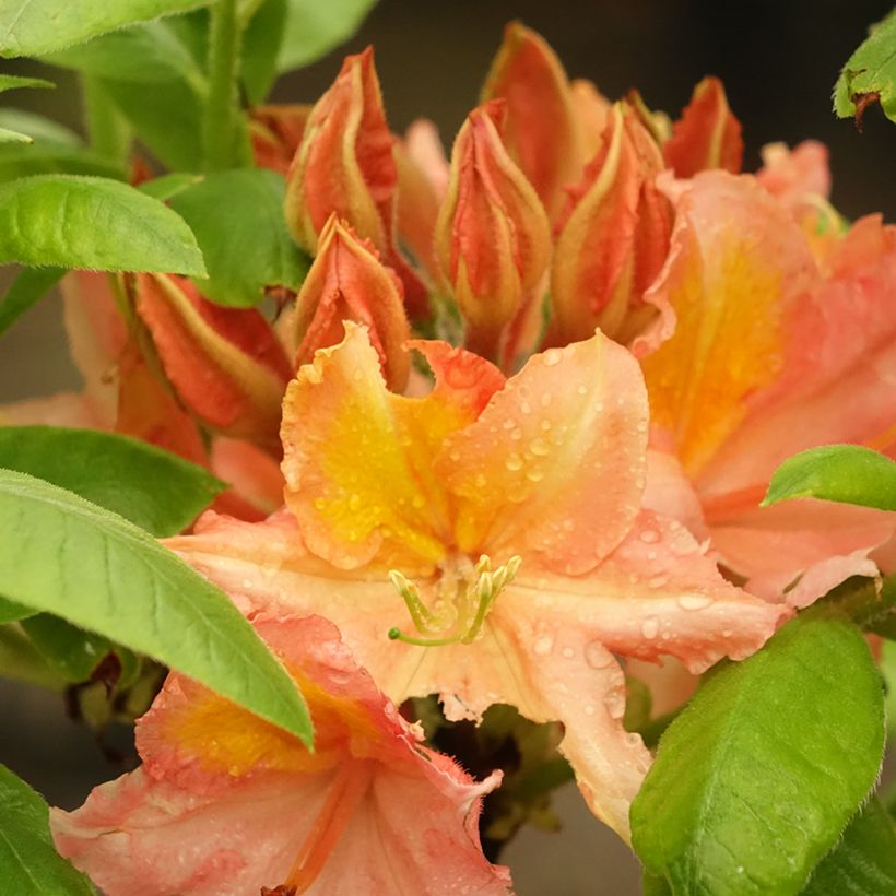 Azalée de Chine Demoiselles de Boutiguery Idylla - Rhododendron hybride (Flowering)