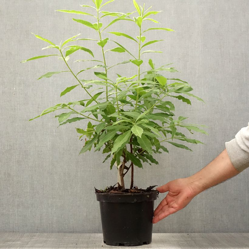 Example of Azalée de Chine Demoiselles de Boutiguery Idylla - Rhododendron hybride Pot de 4L/5L as you get in ete