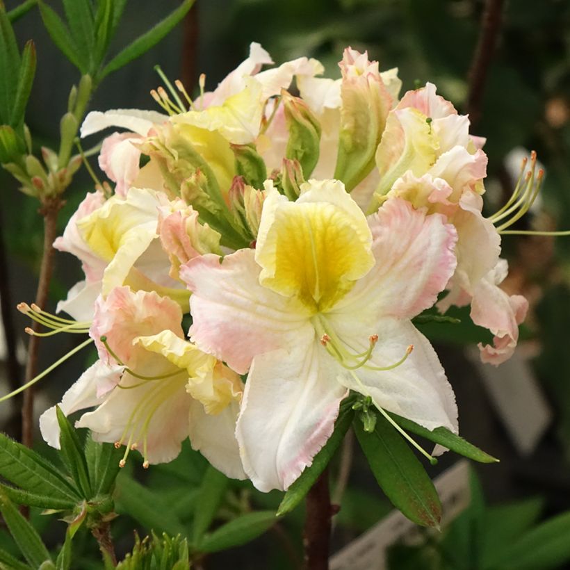 Azalée de Chine Demoiselles de Boutiguery Kassia - Rhododendron hybride (Flowering)