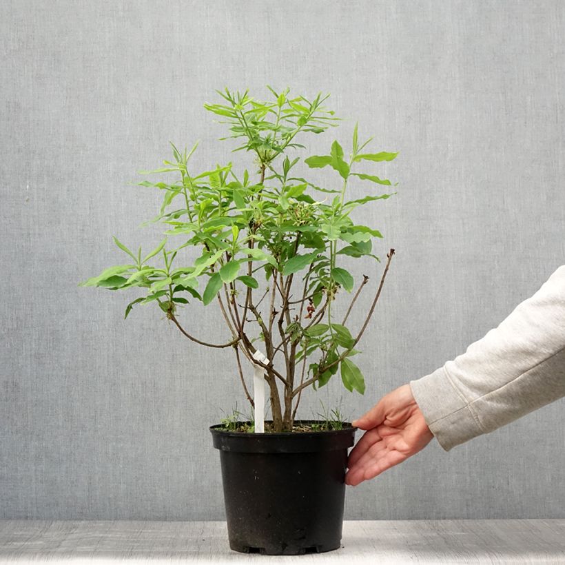 Example of Azalée de Chine Demoiselles de Boutiguery Kassia - Rhododendron hybride Pot de 4L/5L as you get in ete
