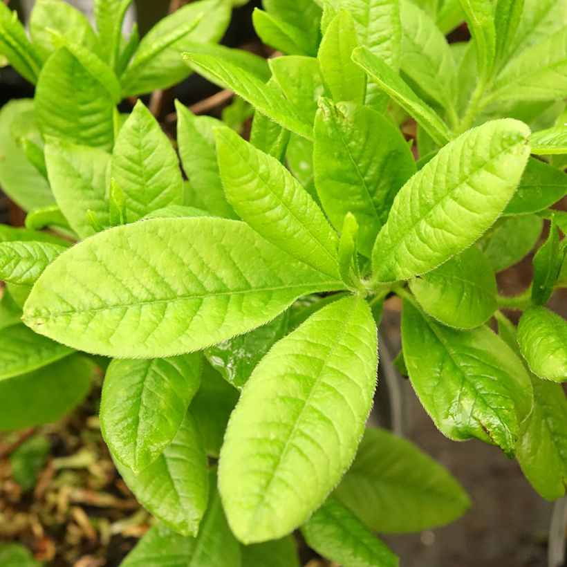 Azalée de Chine Demoiselles de Boutiguery Nella - Rhododendron hybride (Foliage)
