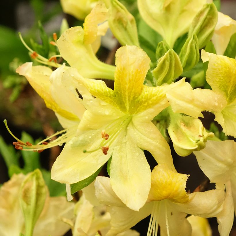 Azalée de Chine Demoiselles de Boutiguery Nella - Rhododendron hybride (Flowering)