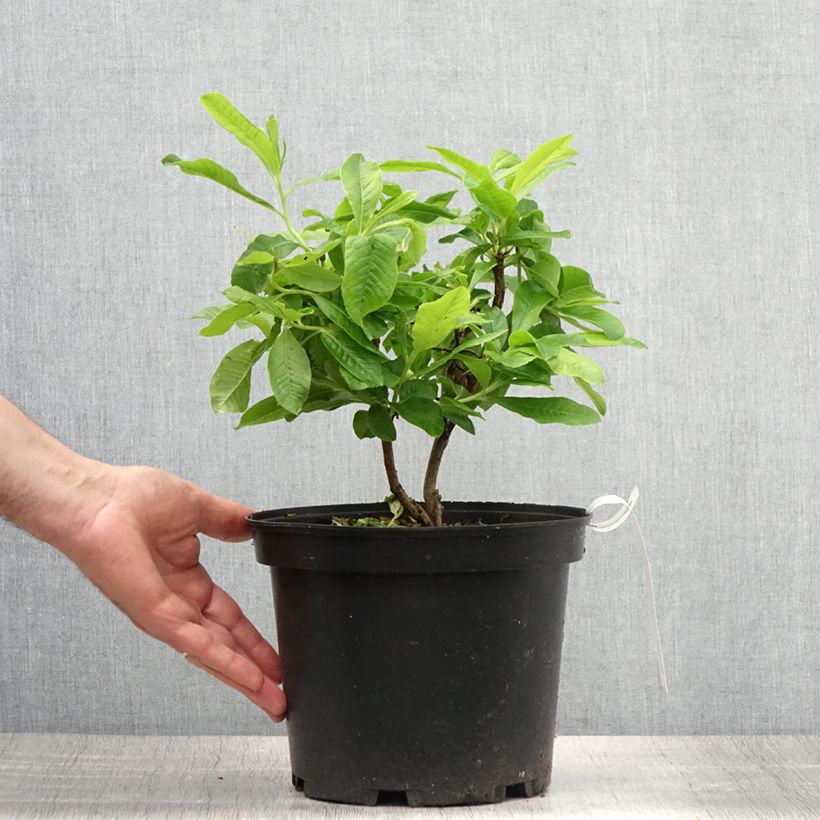 Example of Azalée de Chine Demoiselles de Boutiguery Nella - Rhododendron hybride Pot de 4L/5L as you get in ete