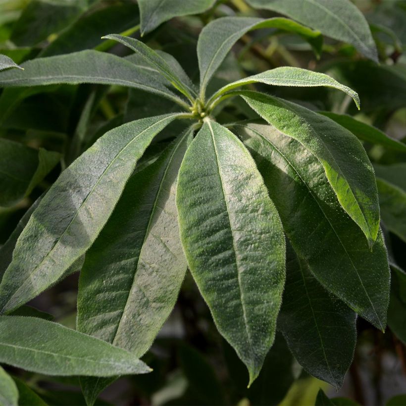 Azalée de Chine Fire Ball - Rhododendron hybride  (Foliage)