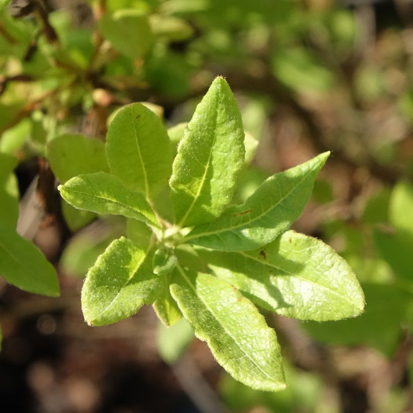 Azalée de Chine Fraseri - Rhododendron  (Foliage)