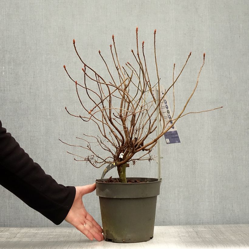 Example of Azalée de Chine Fraseri - Rhododendron  Pot de 4L/5L as you get in automne