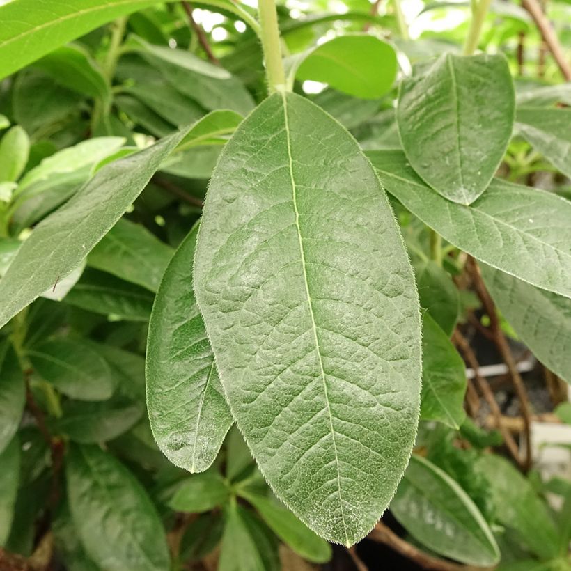 Azalée de Chine Harvest Moon - Azalea mollis (Foliage)