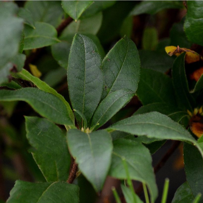 Azalée de Chine Homebush - Rhododendron hybride (Foliage)