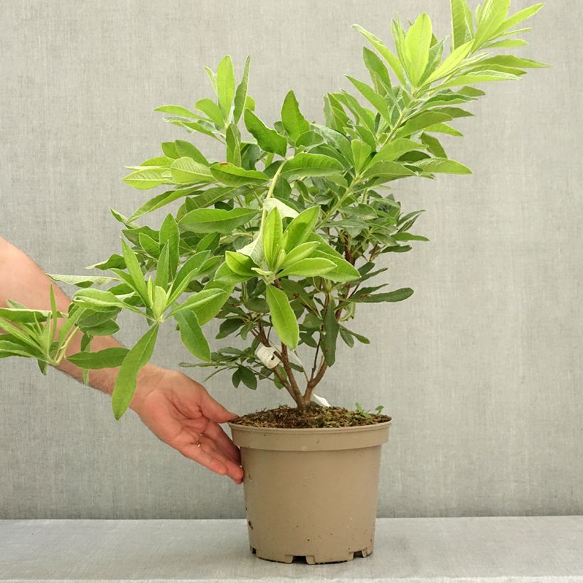 Example of Azalée de Chine Hortulanus H Witte - Azalea mollis Pot de 4L/5L as you get in ete