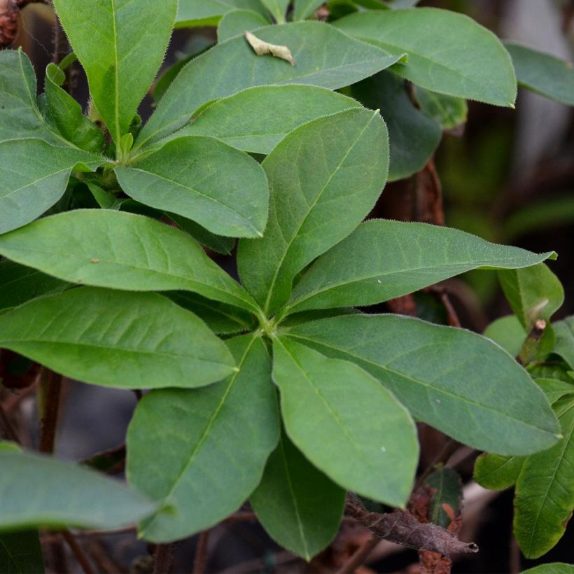 Azalée de Chine Jolie Madame - Rhododendron hybride (Foliage)