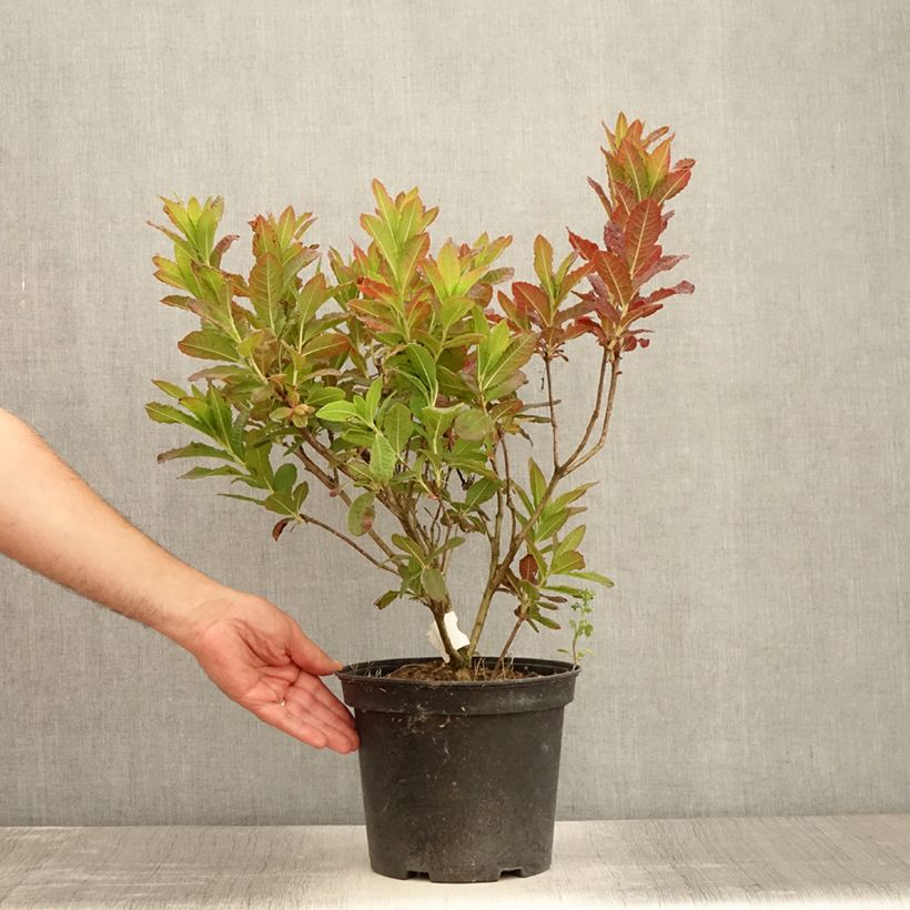 Example of Azalée de Chine Koster's Brilliant Red - Azalea mollis Pot de 4L/5L as you get in ete