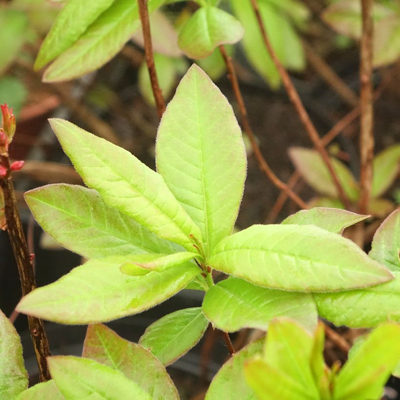 Azalée de Chine Nabucco - Azalea Mollis (Foliage)
