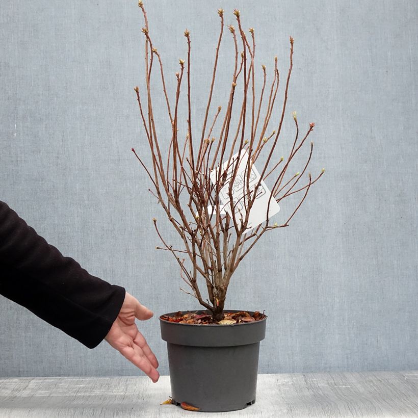 Example of Azalée de Chine Sommerduft - Rhododendron viscosum Pot de 4L/5L as you get in automne