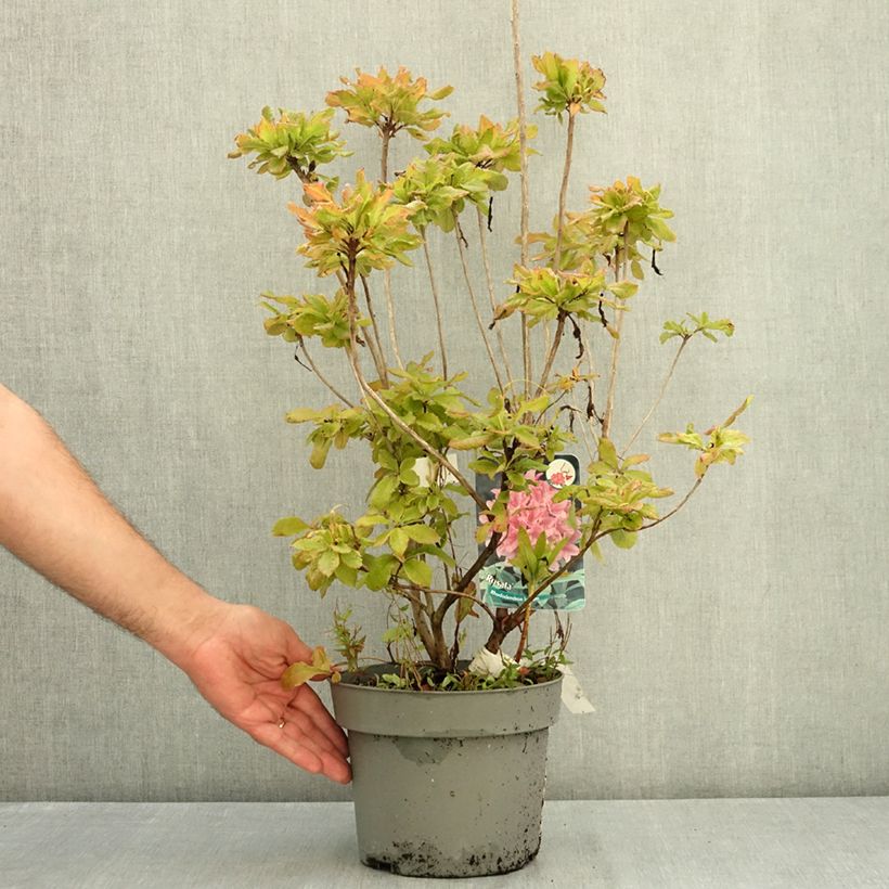Example of Azalée de Chine Rosata - Rhododendron viscosum  Pot de 4L/5L as you get in ete