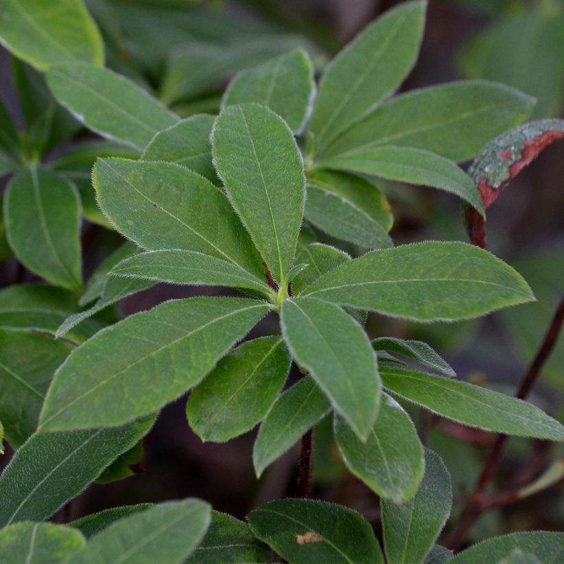 Azalée de Chine Wallowa Red - Rhododendron hybride (Foliage)
