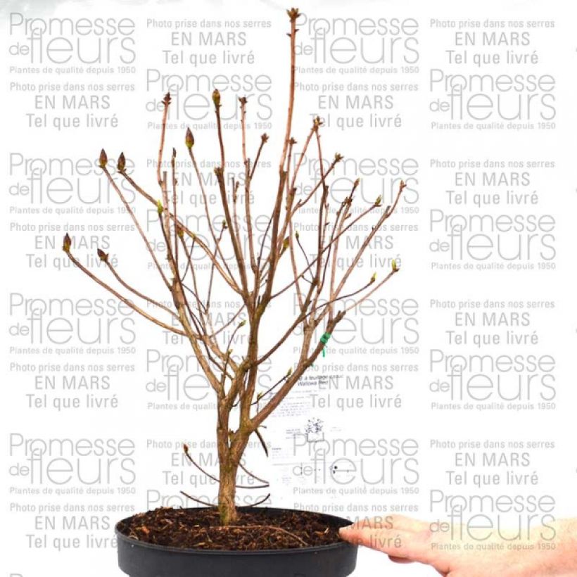Example of Azalée de Chine Wallowa Red - Rhododendron hybride Pot de 4L/5L as you get