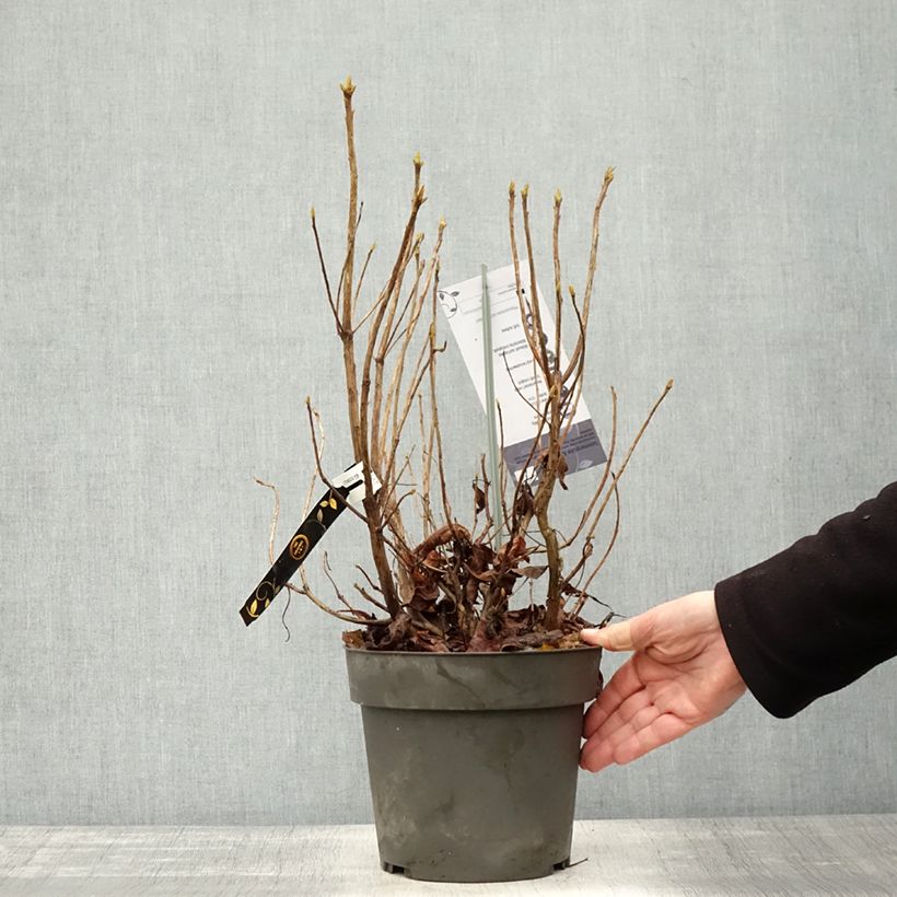 Example of Azalée de Floride - Rhododendron austrinum Pot de 4L/5L as you get in automne