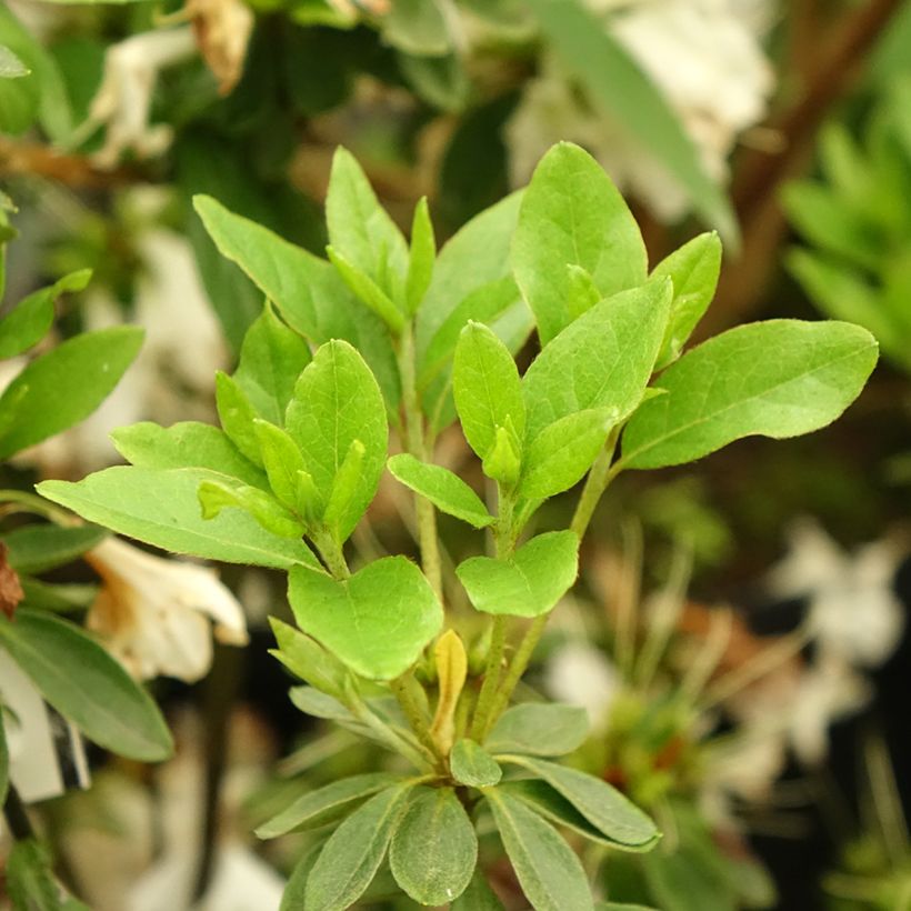 Azalée du Japon Adonis - Rhododendron hybride. (Foliage)