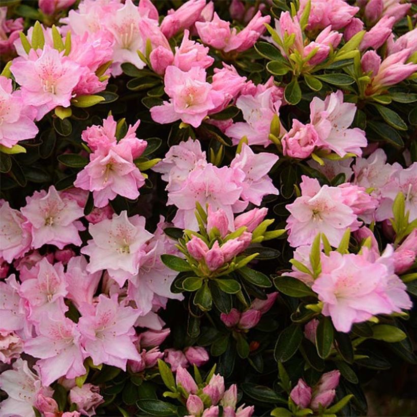 Azalée du Japon Al's Picotee - Rhododendron hybride (Flowering)