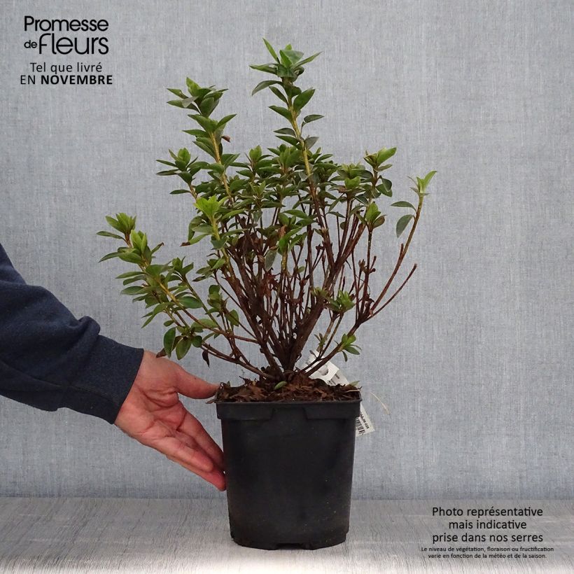 Example of Azalée du Japon Elsie Lee - Rhododendron hybride Pot de 2L/3L as you get in automne